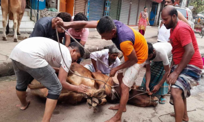 ঈদের দ্বিতীয় দিনেও চলছে পশু কোরবানি