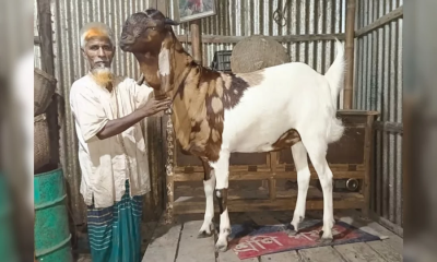 কম্বল বিছিয়ে ঘুমায় ‘নবাব সিরাজউদ্দৌলা’, গোসলের পর গায়ে দেয় বেলী ফুলের তেল