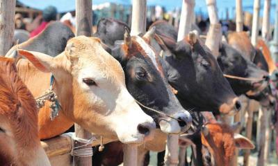 কেজি হিসেবে পশু কিনে কোরবানি; শরীয়তের বিধান কি?