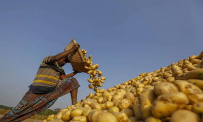 বাংলাদেশি আলু রফতানির জন্য ভিয়েতনামের বাজার উন্মুক্ত