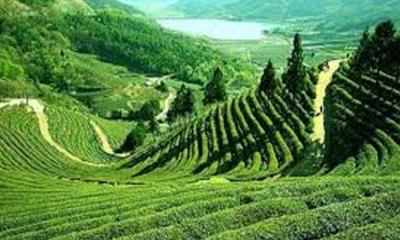 বৃষ্টিতে সবুজ–সতেজ শ্রীমঙ্গলের চা–বাগান