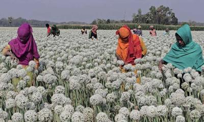 মেহেরপুরে উচ্চ ফলনশীল পেঁয়াজ বীজে বদলাচ্ছে কৃষকের ভাগ্য
