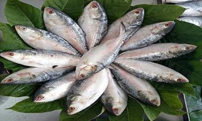 সরবরাহ কম, চাহিদা বেশি—বরিশালে ইলিশের দাম চড়া