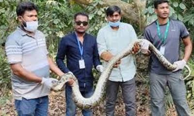 ১৩ ফুট লম্বা অজগর লাউয়াছড়া বনে অবমুক্ত