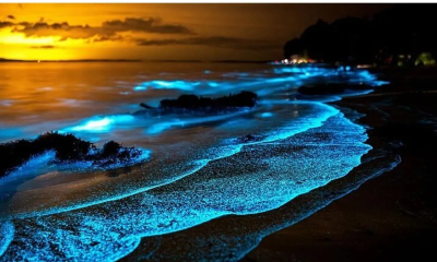 থাইল্যান্ডে রাত হলেই সমুদ্রপাড়ে জ্বলে ওঠে রহস্যময় আলো!