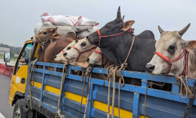 দে পশুবাহী ট্রাকে হাটের নাম-ঠিকানা প্রদর্শনের নির্দেশ